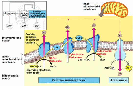 Aerobic Cellular Respiration - Electron Transport Chain