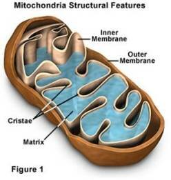 Mitochondria - Aerobic Cellular Respiration
