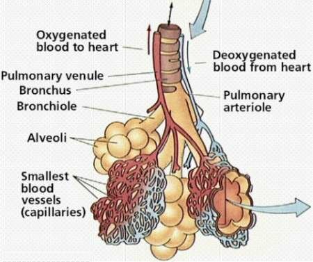 Diagram Of Alveoli