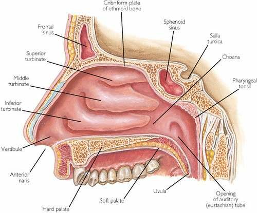 Diagram Sinus